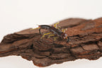 Realistic stonefly nymph tying example displayed on natural bark