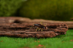Realistic stonefly nymph fly side profile on bark
