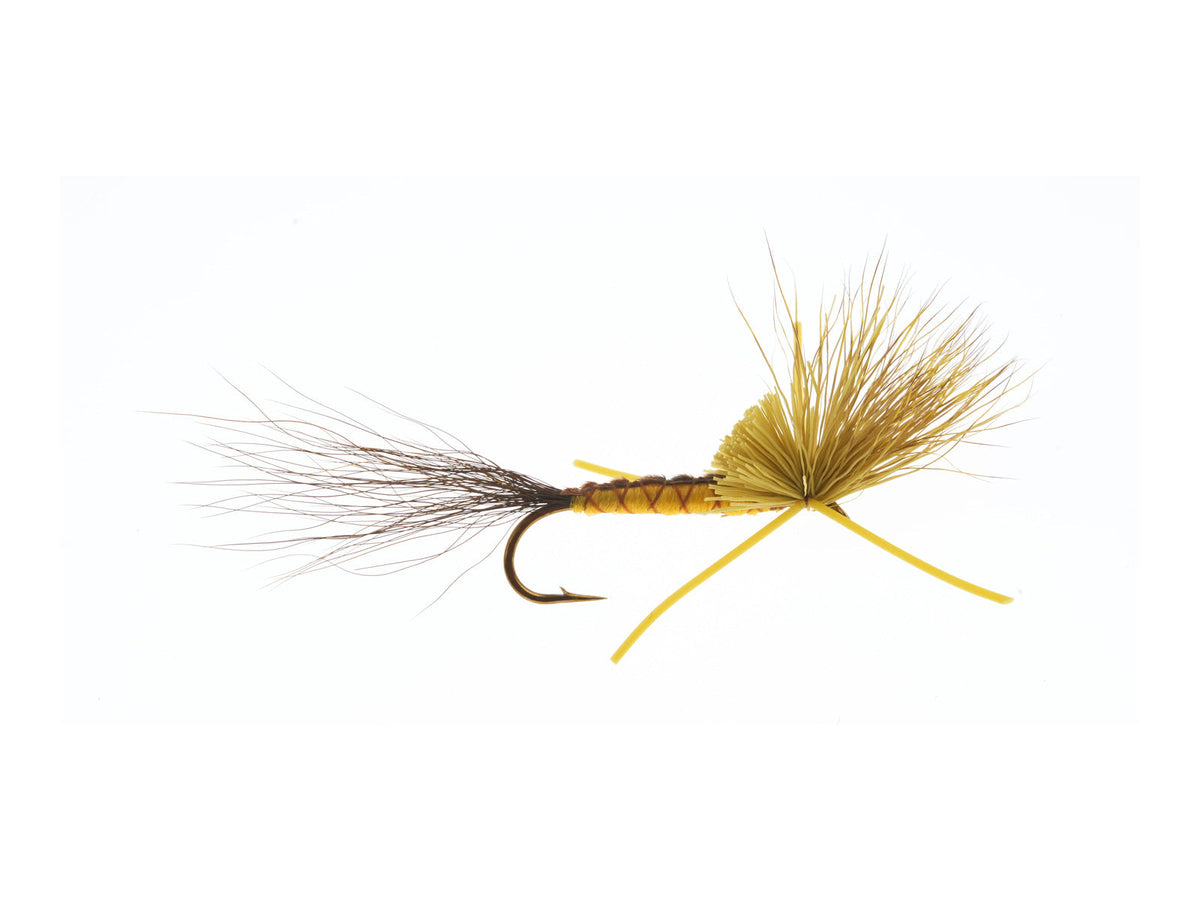 Studio product image of the Hex Cripple, WIFREO style XY007