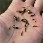 Mottled Offset Tungsten Bead Jig Nymph Fly Barb less Insect Lure Fast Sinking